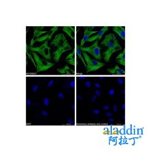 Goat Anti-Mouse IgG H&L (FITC)