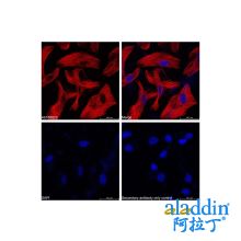 Goat Anti-Mouse IgG H&L (Cy5)