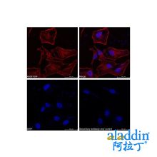 Goat Anti-Rabbit IgG H&L (Cy5)