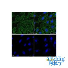 Goat Anti-Rabbit IgG H&L (FITC)