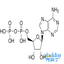 腺苷-5’-二磷酸