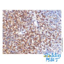 CD2 Mouse mAb