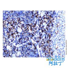 CD44 Mouse mAb