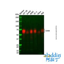 Recombinant CD58 Antibody