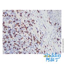 CD8 alpha Mouse mAb