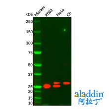 ADIPOQ Mouse mAb