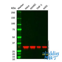 ANXA5 Mouse mAb