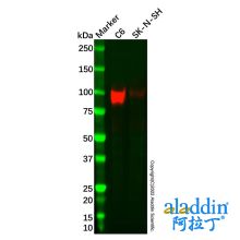 Recombinant ApoER2 Antibody