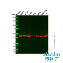 Recombinant CCR7 Antibody