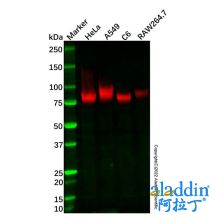 Recombinant CD44 Antibody