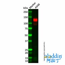 Recombinant CEACAM1 Antibody