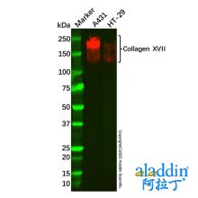 Recombinant Collagen XVII Antibody