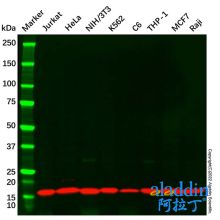 COX IV Mouse mAb