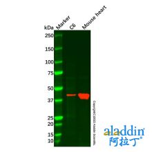 Creatine Kinase MM Mouse mAb