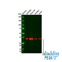 Recombinant DDAH1 Antibody