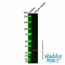 Granzyme M Antibody