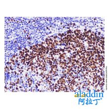 Ki67 Mouse mAb