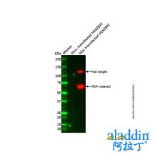 Myc tag Antibody