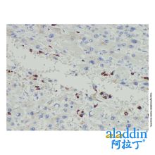 Myeloperoxidase Mouse mAb