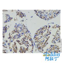 N Cadherin Mouse mAb