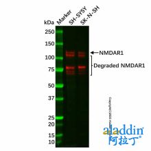 Recombinant NMDAR1 Antibody
