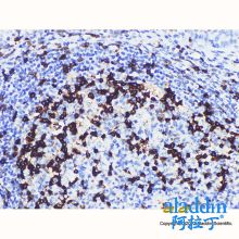 PD1 Mouse mAb