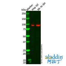 Recombinant PROX1 Antibody