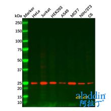 Rab11A Mouse mAb