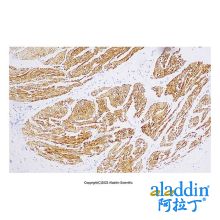 Recombinant Smoothelin Antibody