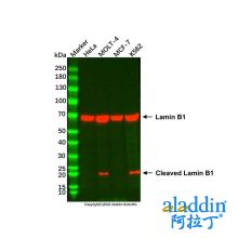 Lamin B1 Mouse mAb