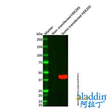 Sumo tag Mouse mAb