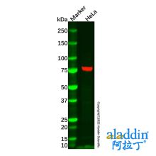 CD44 Mouse mAb