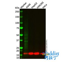 COX IV Mouse mAb