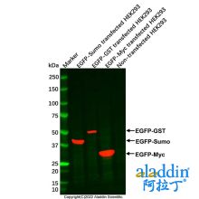 GFP/EGFP Mouse mAb