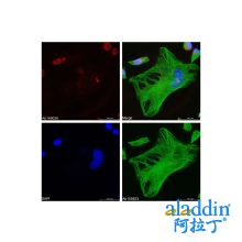 BrdU Mouse mAb