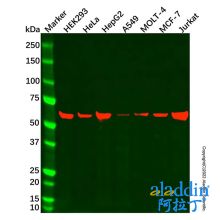 Hsp60 Mouse mAb