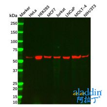 YY1 Mouse mAb