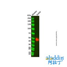 CD2 Mouse mAb