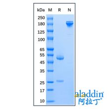 Mouse Anti-Human IgE epsilon chain Antibody