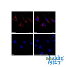 Goat Anti-Rabbit IgG H&L (APC)