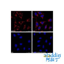 Goat Anti-Rabbit IgG H&L (Cy5)