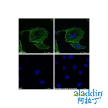 Goat Anti-Rabbit IgG H&L (FITC)
