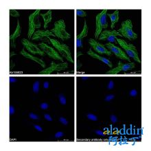 Goat Anti-Mouse IgG H&L (FITC)