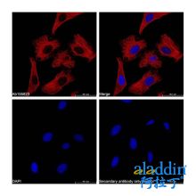 Goat Anti-Mouse IgG H&L (Cy5)