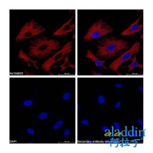 Goat Anti-Mouse IgG H&L (PE)