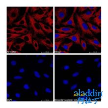 Goat Anti-Mouse IgG H&L (APC)