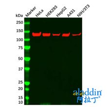 Vinculin Mouse mAb