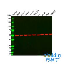 alpha Tubulin Mouse mAb