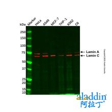 Lamin A/C Mouse mAb