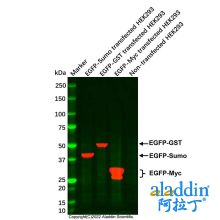 GFP/EGFP Mouse mAb